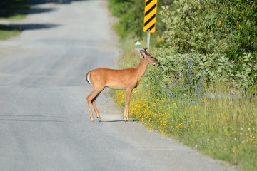 Deer at side of road