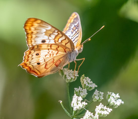 Buckeye butterfly on white flowers