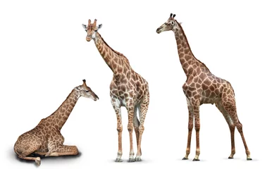 Gordijnen photo set giraffes isolated on white background © coffeemill