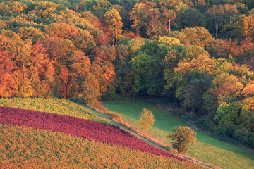 Weinberg und Weinanbau m Herbst