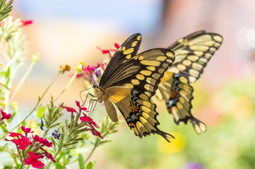 Black and yellow swallowtail butterflies at Albuquerque Botanic Garden