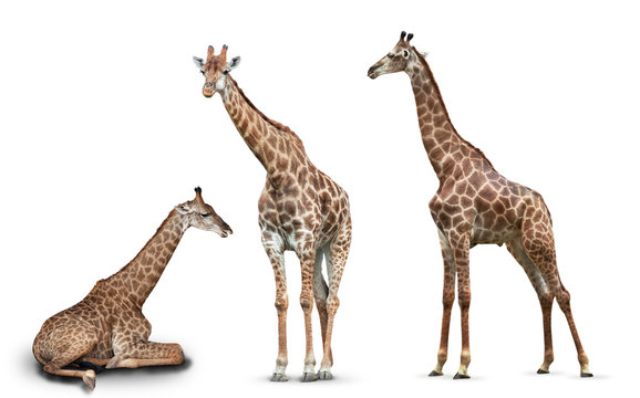 photo set giraffes isolated on white background