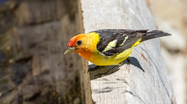 Western tanager at Capulin Spring in Sandia Mountains near Albuquerque, New Mexico