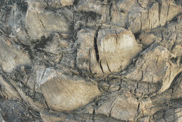 old palm tree bark
