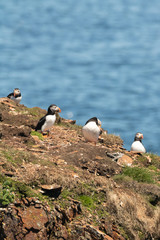 Puffins (Fratercula arctica) with brightly colored beaks during breeding season on the East coast of Newfoundland, Canada.