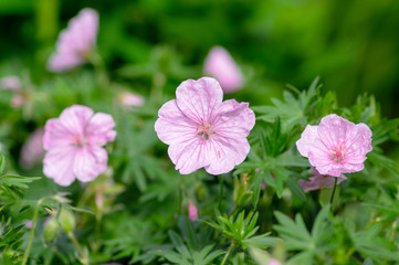 Geranium sanguineum Striatum beautiful ornamental park flowering plant, group of light pink white flowers in bloom, green leaves