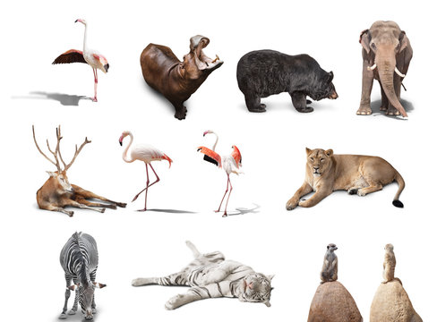 big set of wild animals isolated on white background