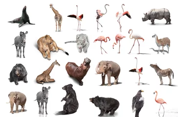 big set of wild animals isolated on white background © coffeemill