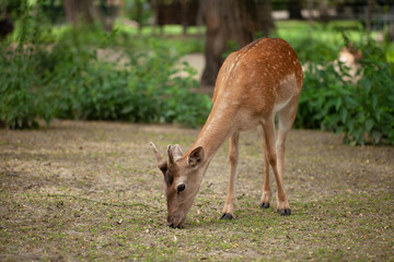 a young deer walks in the park. fragile defenseless animal