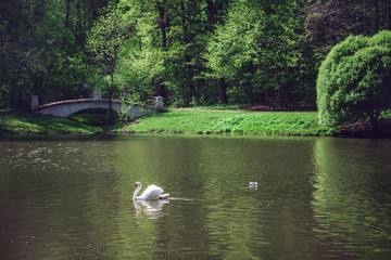 white swan swims on the river. bright sunny day. green trees, bushes and grass