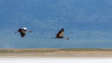 Fototapeta na wymiar Grey Crowned Crane, birds flying in the Ngorongoro caldera in Africa