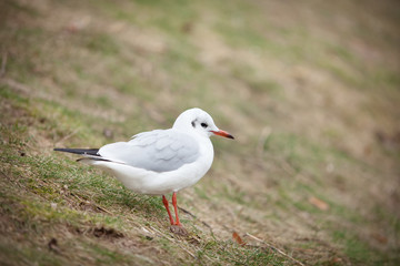 white seagull sitting on the autumn grass