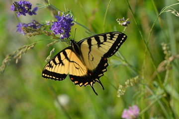 Butterfly Eastern Tiger Swallowtail  