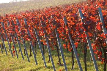 Weinberg und Weinanbau m Herbst