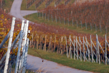 Weinberg und Weinanbau m Herbst