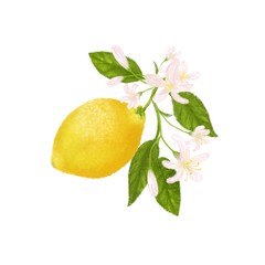 Clip art with yellow citrus fruit. Lemon, leaves and flowers. Tropical hand drawn illustration.