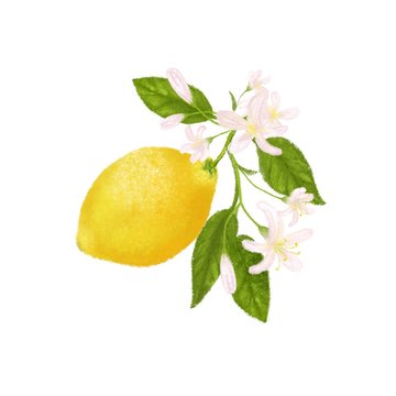 recommend clip art: Clip art with yellow citrus fruit. Lemon, leaves and flowers. Tropical hand drawn illustration.