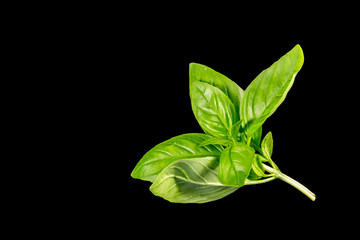 Basil Culinary Herb