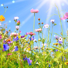 bunte Blumenwiese - Grußkarte Wildblumen Wiese