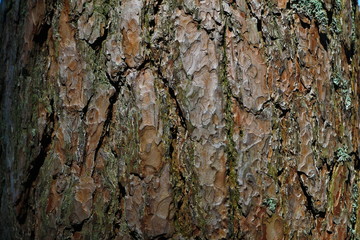 tree bark