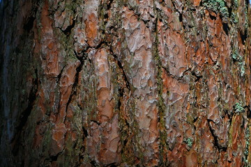 tree bark