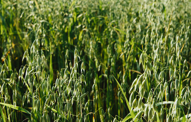 Oats in a cultivated field. Agricultural concept, cultivation of crops. Cultivated field with grain, oats on the background of other cereals. The approaching harvest, the work of farmers.