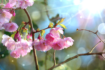 Japanische Kirschblüte