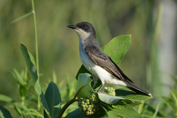 Eastern Kingbird