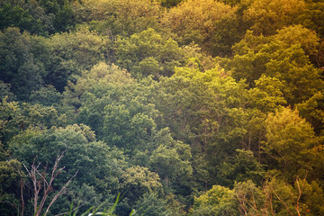 Obraz premium Tree crowns with green leaves in dense primeval forest, jungle with deciduous trees.