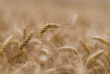 Fototapeta premium Wheat field. Ears of golden wheat close up.