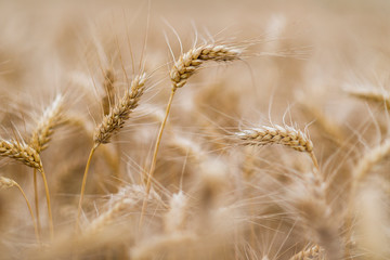 Wheat field. Ears of golden wheat close up.