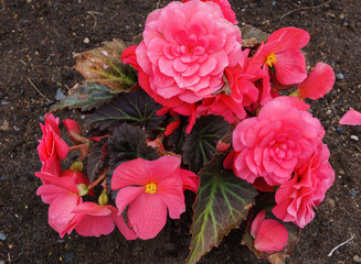 Beautiful flowers of terry orange begonia growing in the city garden.
