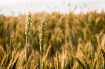 Rye on a cultivated field. Agricultural concept, cultivation of crops. Cultivated field with grain, rye against other cereals. The approaching harvest, the work of farmers.