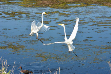 Great egrets facing off with each other at Assateague Island National Seashore