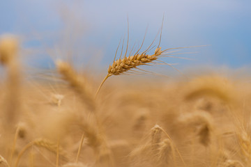 Wheat field. Ears of golden wheat close up.