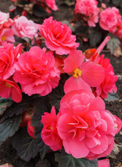 Beautiful flowers of terry orange begonia growing in the city garden.