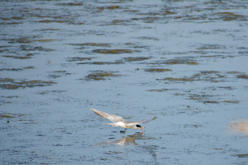 Forster's tern skimming the water at Assateague Island National Seashore