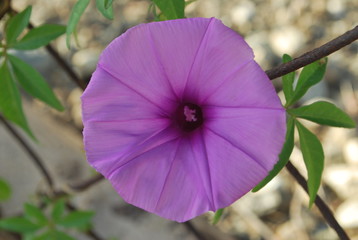 round fuccia flower