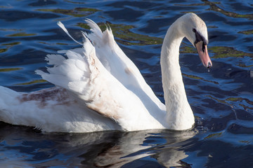 łabędź © Henryk Olszewski