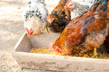 brown chicken eating from a trough.