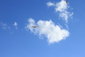 nature © Svitz