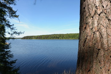 reflection of trees in water