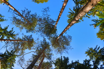 tree and blue sky