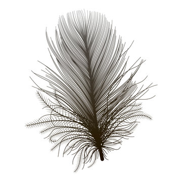 Feather isolated. Vector illustration. © helenagl