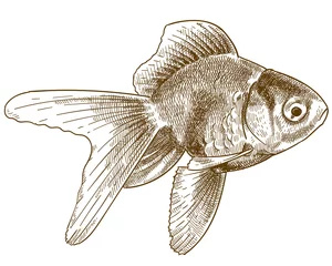 Fotobehang engraving illustration of goldfish © Andrii_Oliinyk