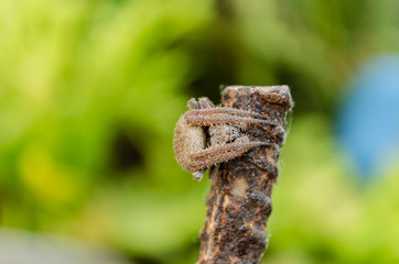 Head and Legs Of Tarantula Spider