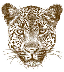 engraving illustration of leopard face - obrazy, fototapety, plakaty