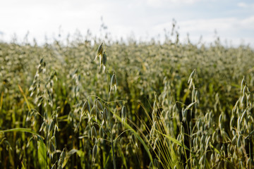 Oats in a cultivated field. Agricultural concept, cultivation of crops. Cultivated field with grain, oats on the background of other cereals. The approaching harvest, the work of farmers.