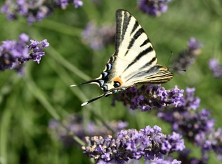 Papillon sur lavande