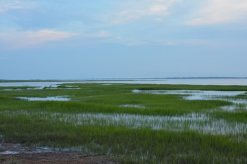 Salt marsh at Tom's Cove on Assateague Island National Seashore